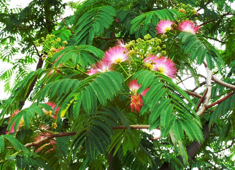 芙蓉树花开