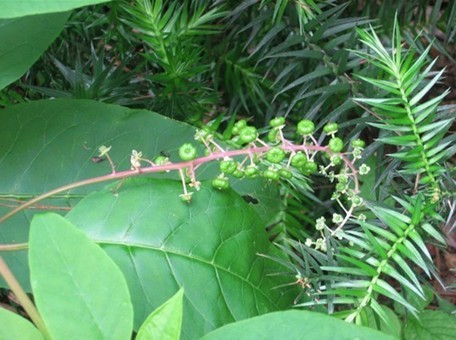 西洋红参植物图片