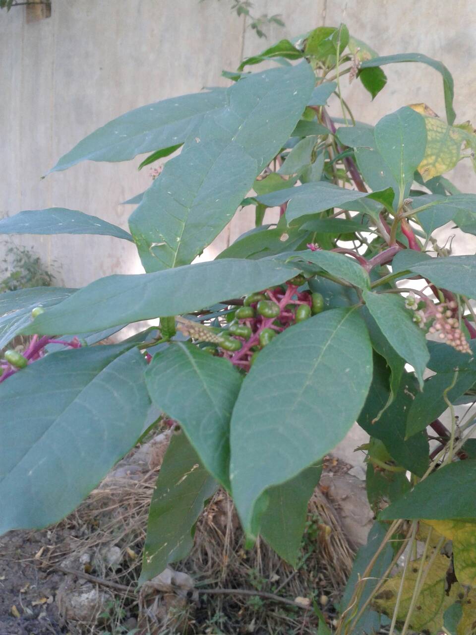 假西洋参植物图片