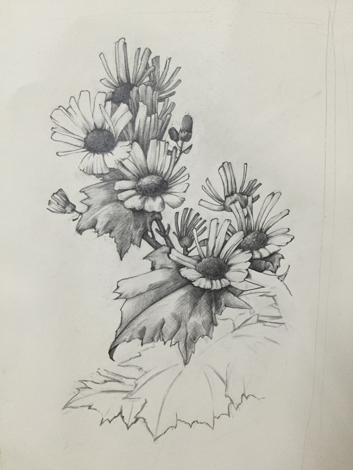 手绘素描 花卉 教程 黑白画