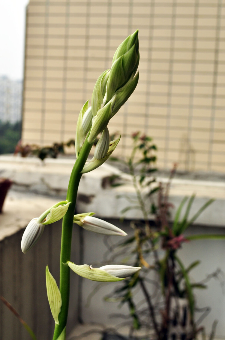 只为兰花开花那一美丽的瞬间!