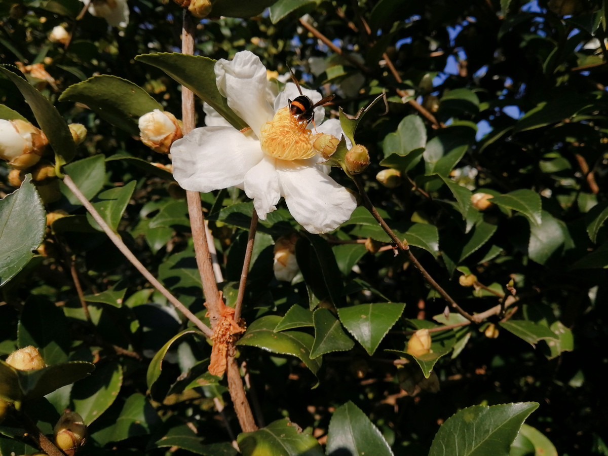 实拍白山茶花盛开图片大全