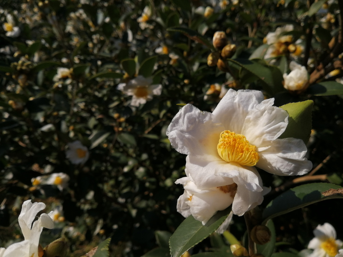 实拍白山茶花盛开图片大全