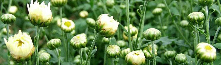 高原野生胎菊植物图片