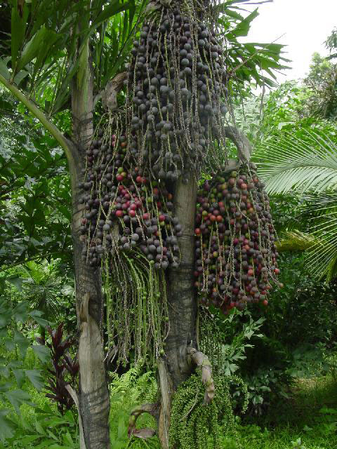 槟榔树(areca catechu)在印度,斯里兰卡,泰国,马来西亚和菲律宾都有栽