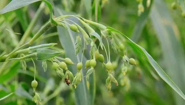 薏米原植物图片