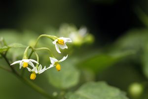 野生龙葵花图片-龙葵花的样子图片