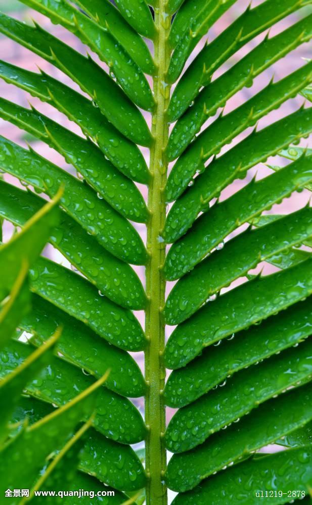 特写,草,南非,铁树目裸子植物,叶子,新,夏天,阳光,温暖,植物,花园