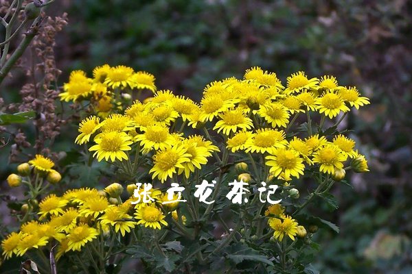 高原野生胎菊植物图片