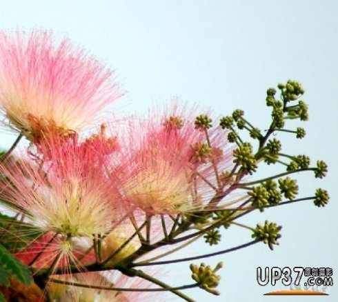 查了半天,才知道芙蓉树的学名叫合欢树,百度百科的解释如下:落叶乔木