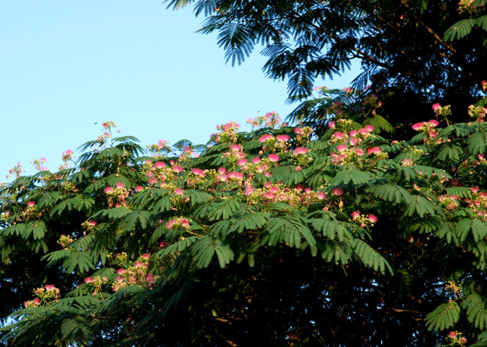 榕花树