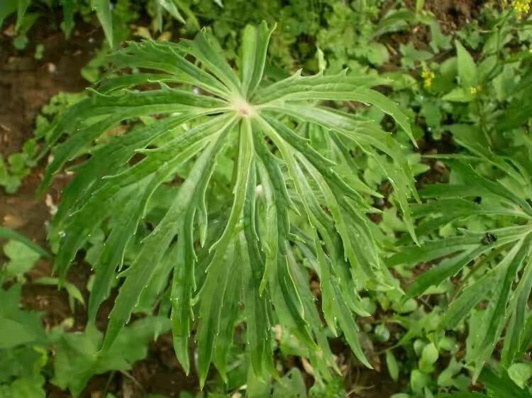 雨伞子中药植物图片