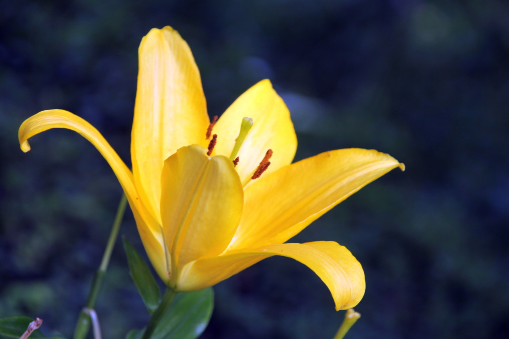 香水百合花