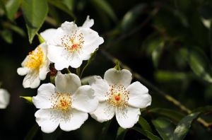 金樱子花香招蜂引蝶真实照片