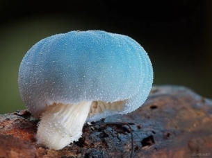 常见毒蘑菇图片大全_野生毒蘑菇图片