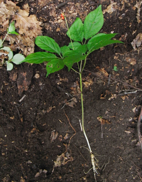 西藏红参植物图片