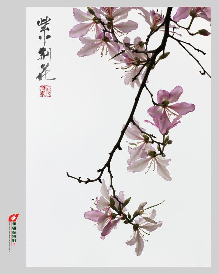 《紫荆花》