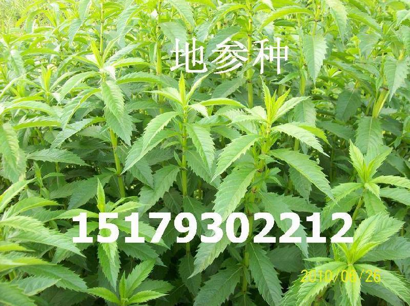 地参是什么植物图片