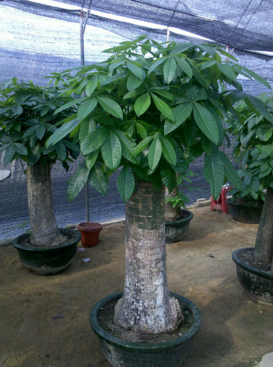 发财树 money trees(pachira)