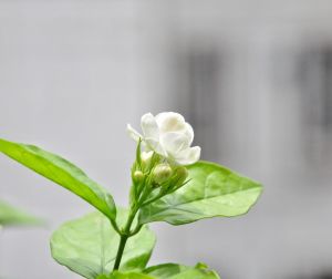 清新芬芳姑苏茉莉唯美图片