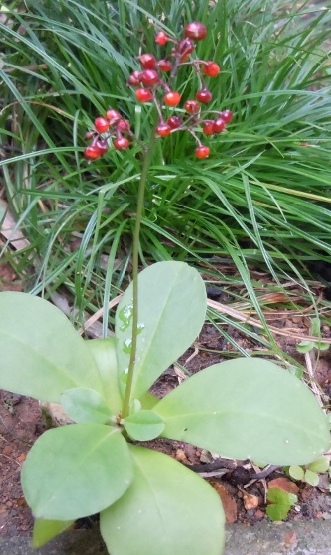 西藏红参植物图片