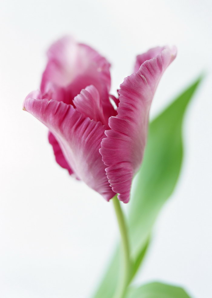 郁金香花图片,郁金香,花朵,鲜花,摄影,植物,花卉,3795x4854像素