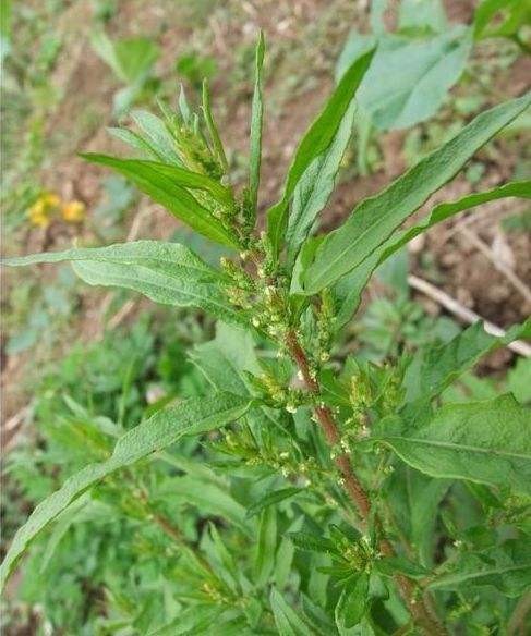 止痒草植物图片