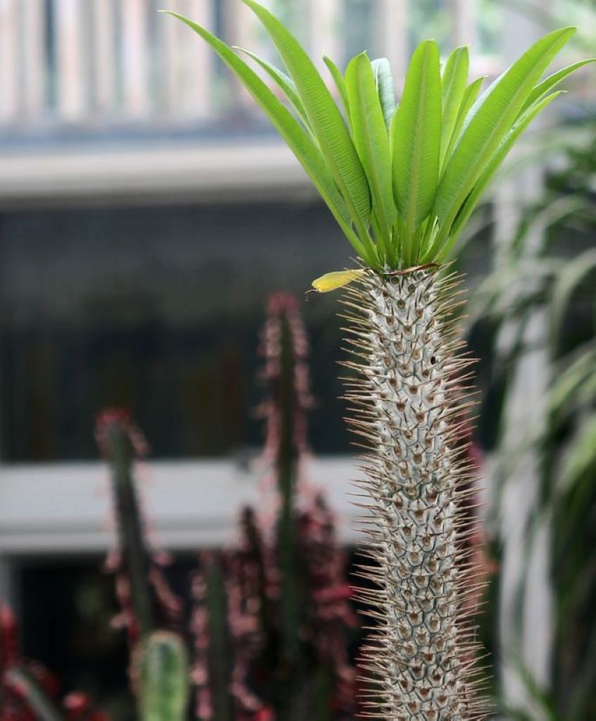 带刺的家养植物图片