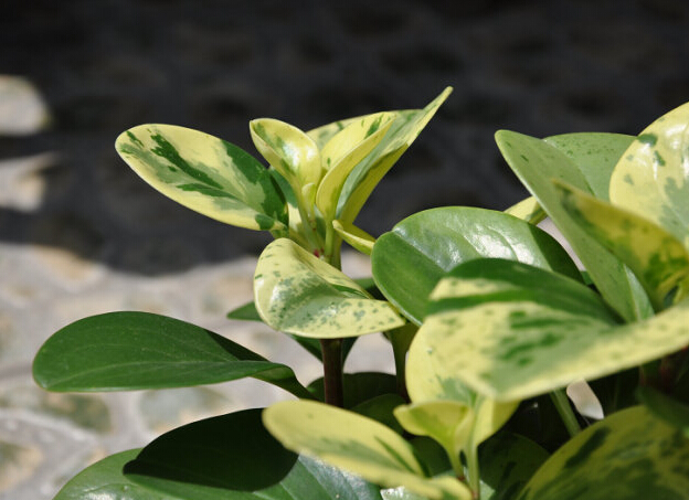 豆瓣绿常见品种,植物知识,家庭养花,种植栽培养护方法