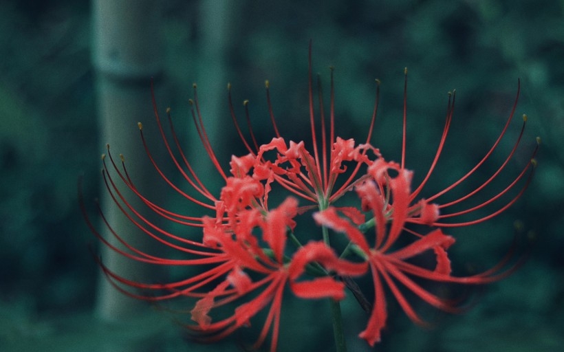 美丽而忧伤唯美彼岸花图片大全