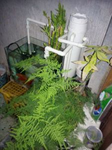 鱼缸过滤槽养植物图片