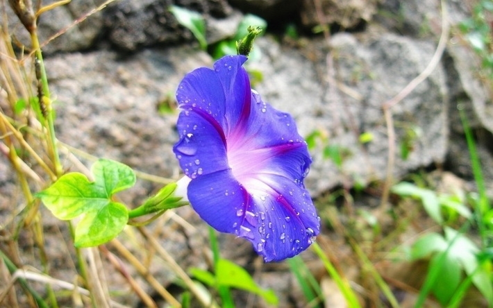 颜色娇艳唯美牵牛花图片