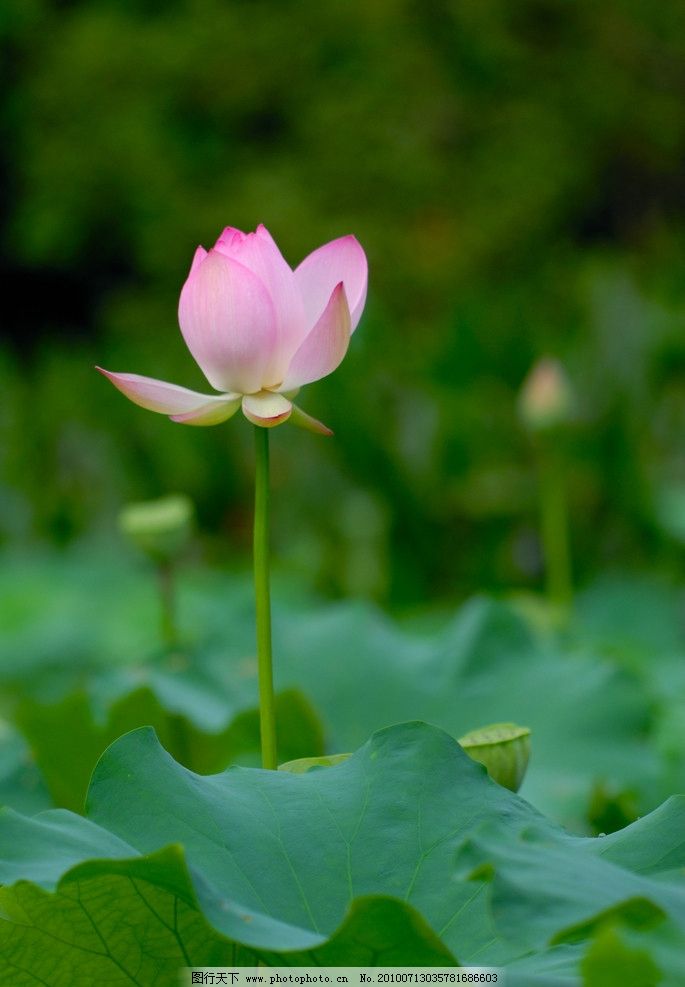 荷花 荷 荷叶 藕 莲藕 池塘 花 花草 生物世界 摄影 300dpi jpg