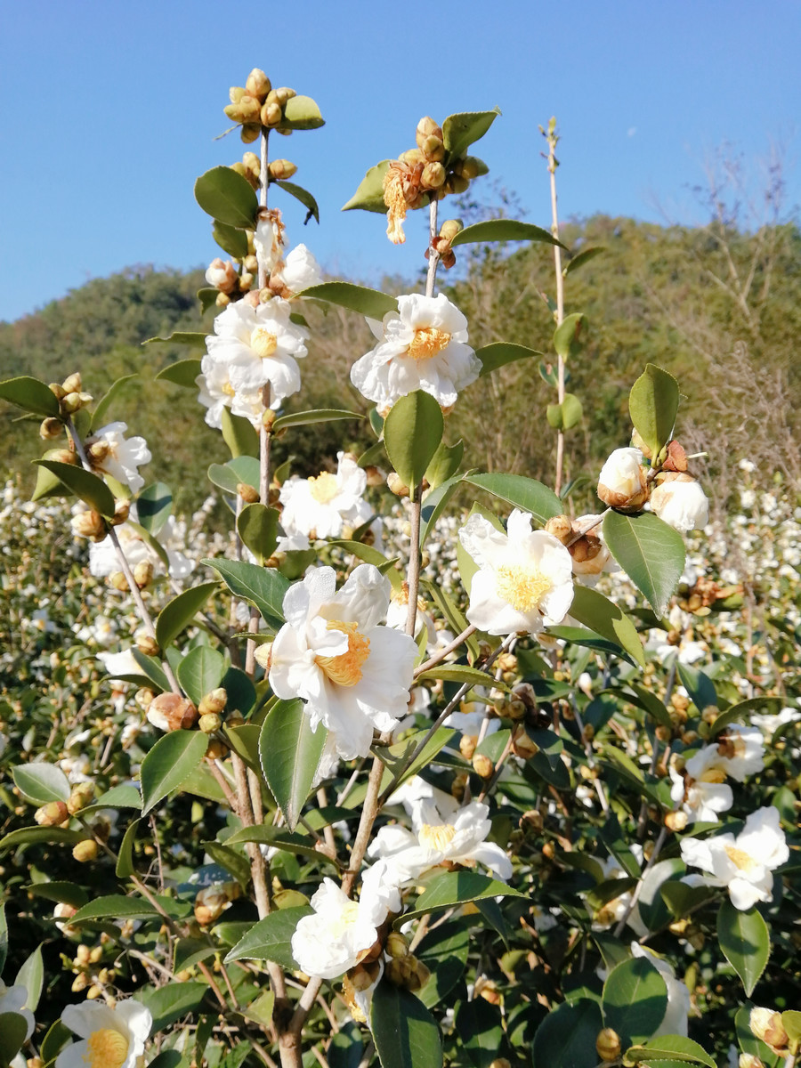 实拍白山茶花盛开图片大全