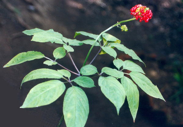 野生红参植物图片