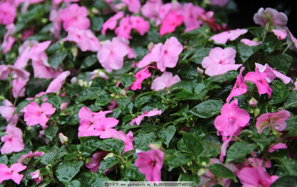 非洲凤仙花 花卉 生物世界 春色 花蕾 花蕊 花香 花朵 花草 花瓣 摄影