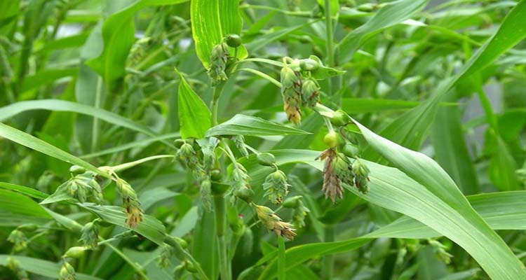 薏米原植物图片