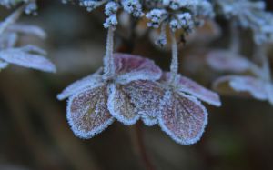 冰雪覆盖的冬季花草唯美图片