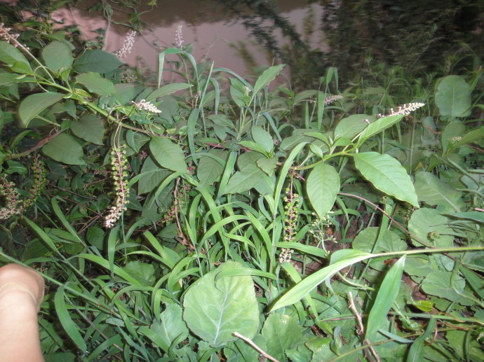 野生红参植物图片