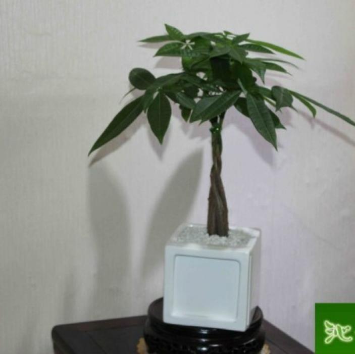 室内花卉 盆景植物 发财树盆栽 客厅创意花草 大型绿植带盆可水培