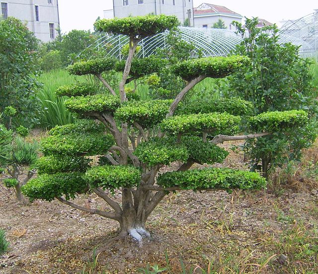 黄杨盆景树姿优美,叶小如豆瓣,质厚而有光 泽,四季常青,可终年观赏.