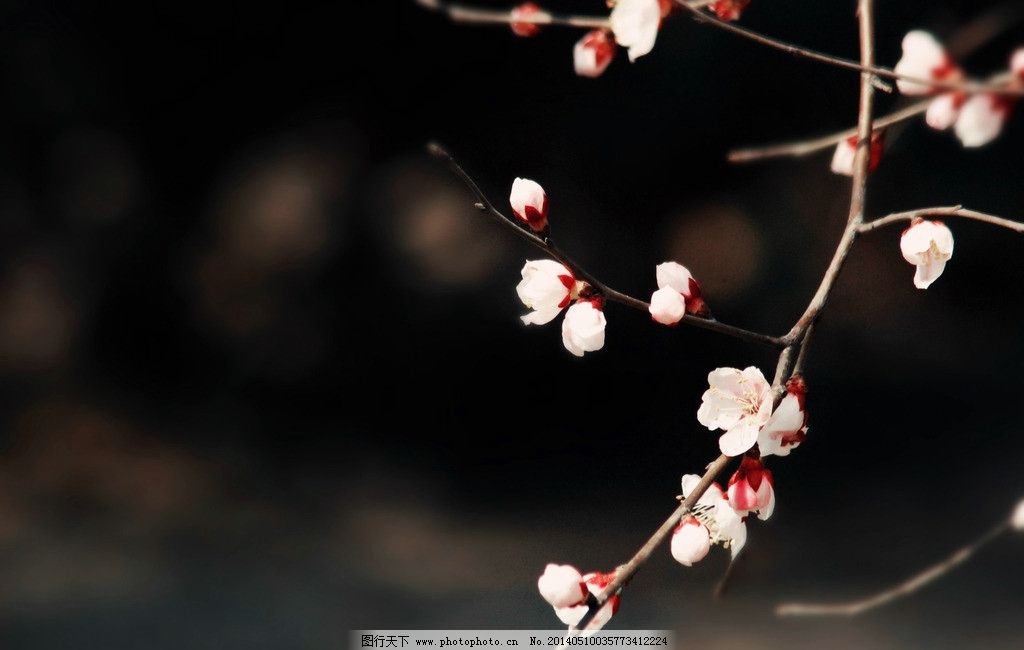 桃花深处 桃花 花瓣 花开 唯美 落花 花红 古韵 古香古色 桃花摄影