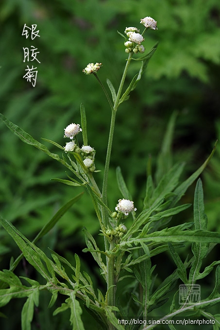 菊科植物图谱