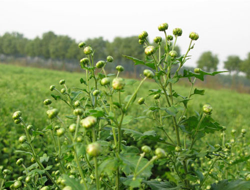 高原野生胎菊植物图片