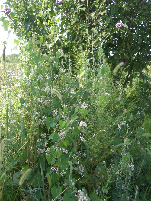 菩提岛之行-绿萝花-搜狐博客