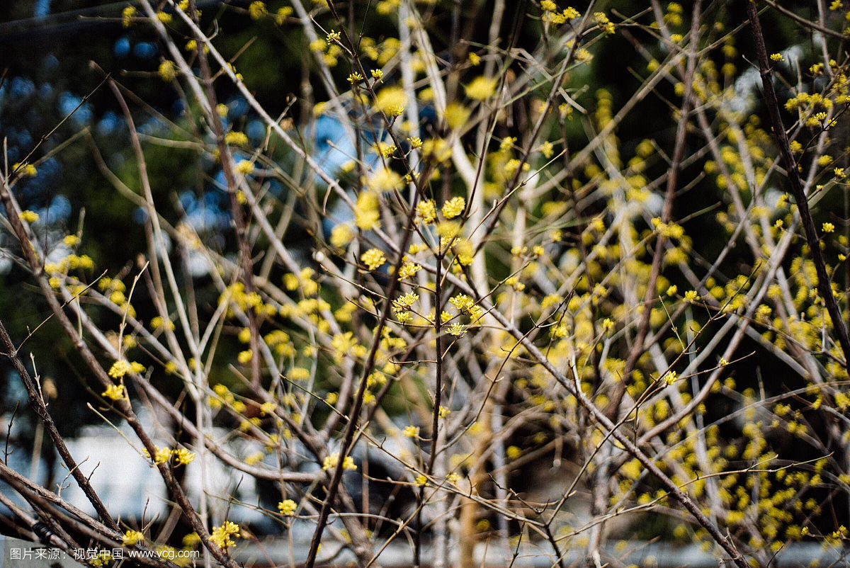 鲜花的树