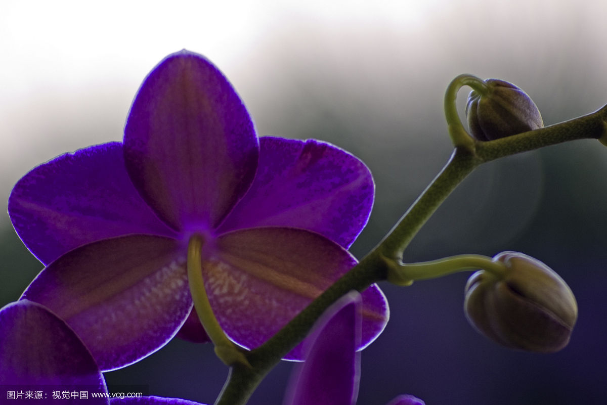 紫兰花花蕾