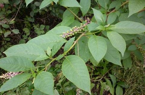 西洋参植物全株图片