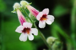 毛茸茸的地黄花图片