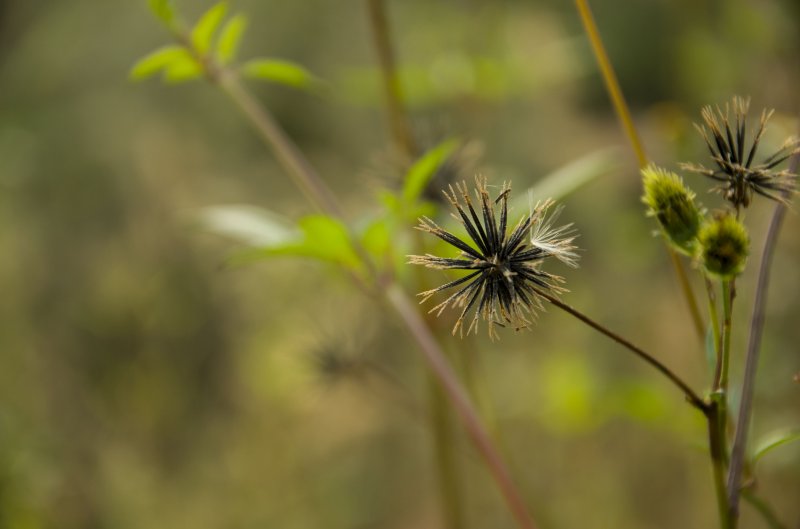 粘草子植物图片